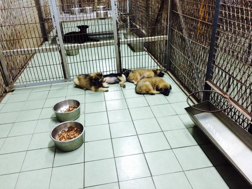 經過親人訓練，收容中心內時常能見到因為安心睡到翻肚的狗狗。　盧思岑/提供