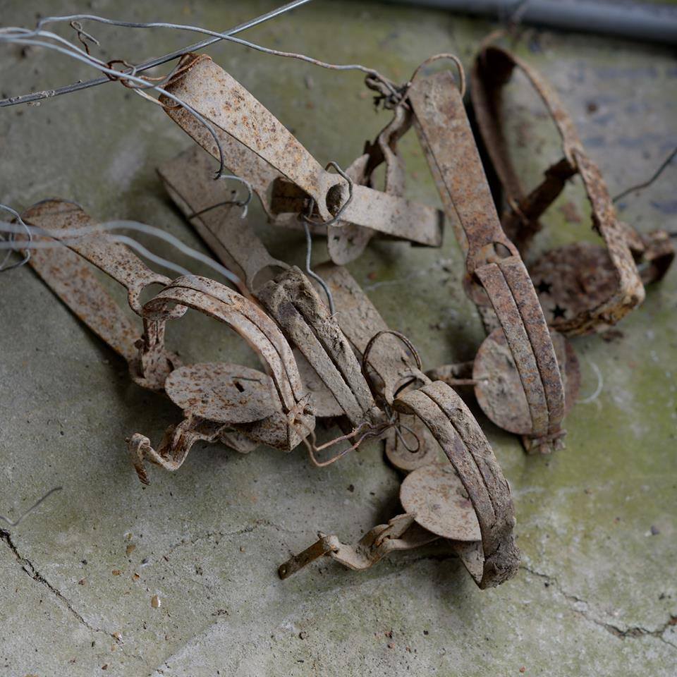 在還沒找到石虎的前2年、王小明先找到了許多捕獸夾。　王小明/提供