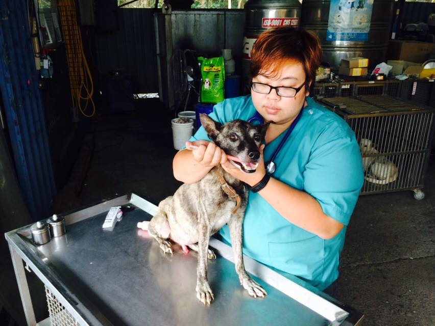 雖然嘉義市流浪犬收容中心設備老舊，但是盧思岑給予浪浪們相當完善的照顧。　盧思岑/提供