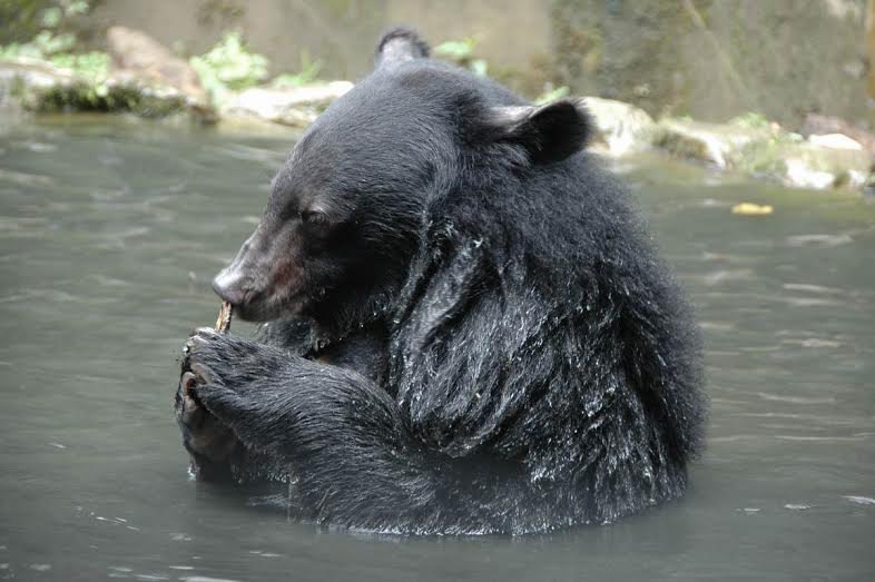 低海拔試驗站曾拍攝到蹤跡稀少的台灣黑熊戲水。 特生中心/提供