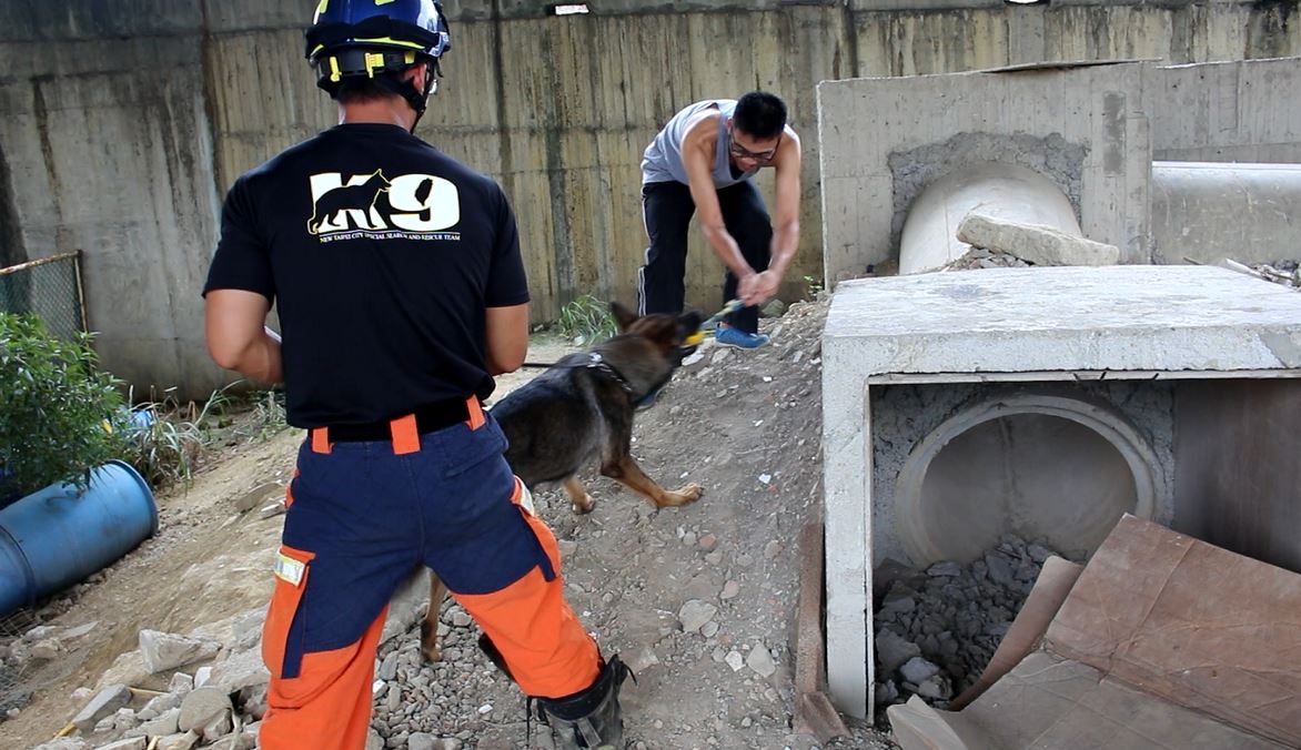 找到躲藏的人之後,桑妮得到拔河遊戲的獎賞,控犬員在旁僅以讚美鼓勵,以免犬隻將來搜救時分心。 李娉婷/攝