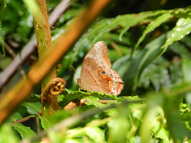 蝴蝶停棲時翅膀摺合豎立。 特生中心提供(李秀玲/攝)