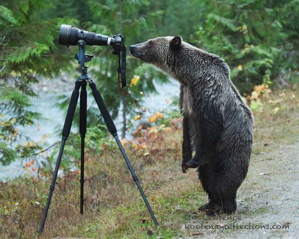這隻灰熊相當專心的在研究攝影器材。　取自Jim Lawrence臉書