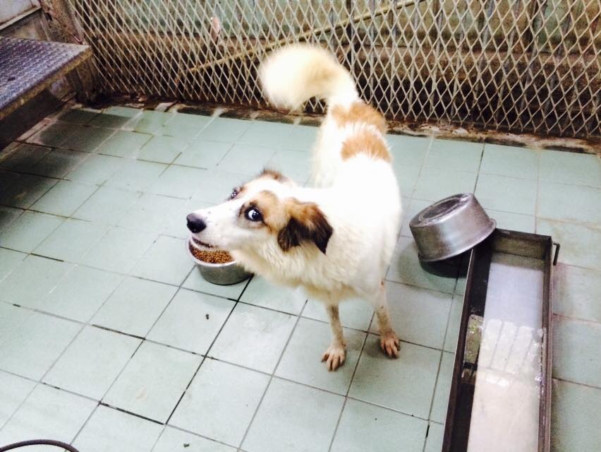 嘉義市流浪犬收容中心過去因為環境衛生差為人詬病，但現在去看收容中心，每間隔籬的地板都亮晶晶！ 盧思岑/提供