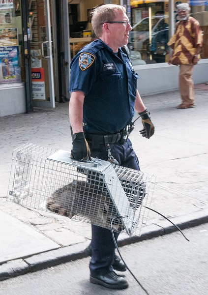 為了防止浣熊再次逃獄,警察用束帶將籠子門固定。 取自New York Post