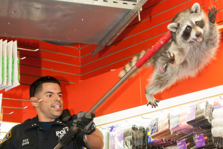這隻毛茸茸的動物讓美妝店老闆相當恐慌,卻給圍觀的人們帶來歡笑。 取自New York Post