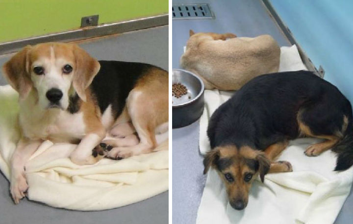 收容動物在冬天中有了毛巾，就不會直接碰到冰冰涼涼的地板。　台北市動物之家/提供