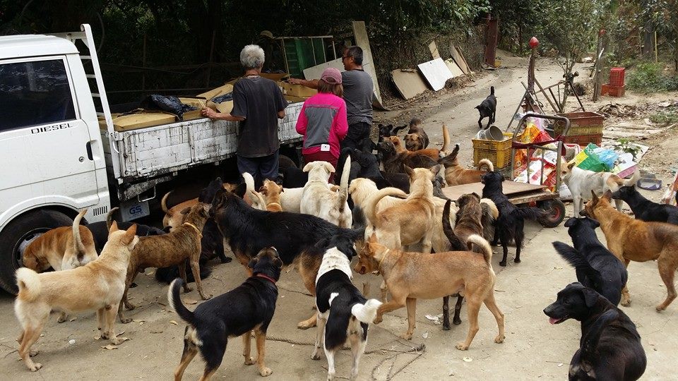 林伯與200多隻狗狗們一起生活,彼此陪伴,定期會有志工前來幫忙林伯。 陳艾瑪/提供