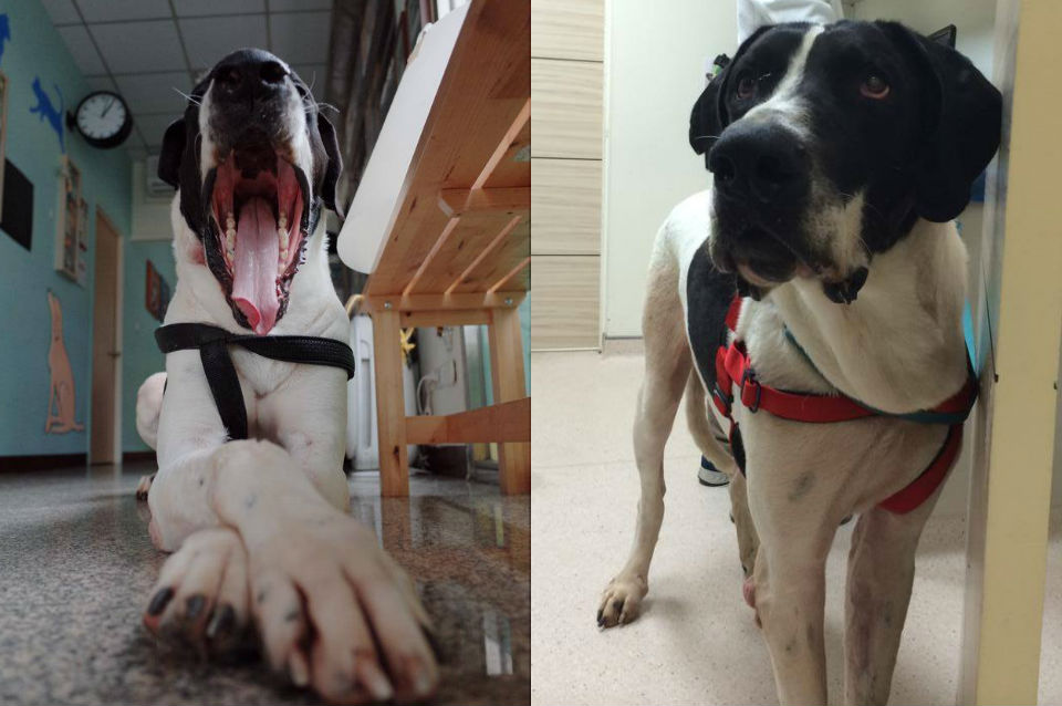 經過休養，丹丹現在頭好壯壯、活潑好動。　犬山居/提供