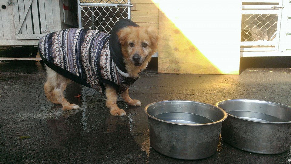 米咕咕17歲時來到犬山居，現在已經是20歲的老爺爺了，你看的出來嗎？　　犬山居/提供