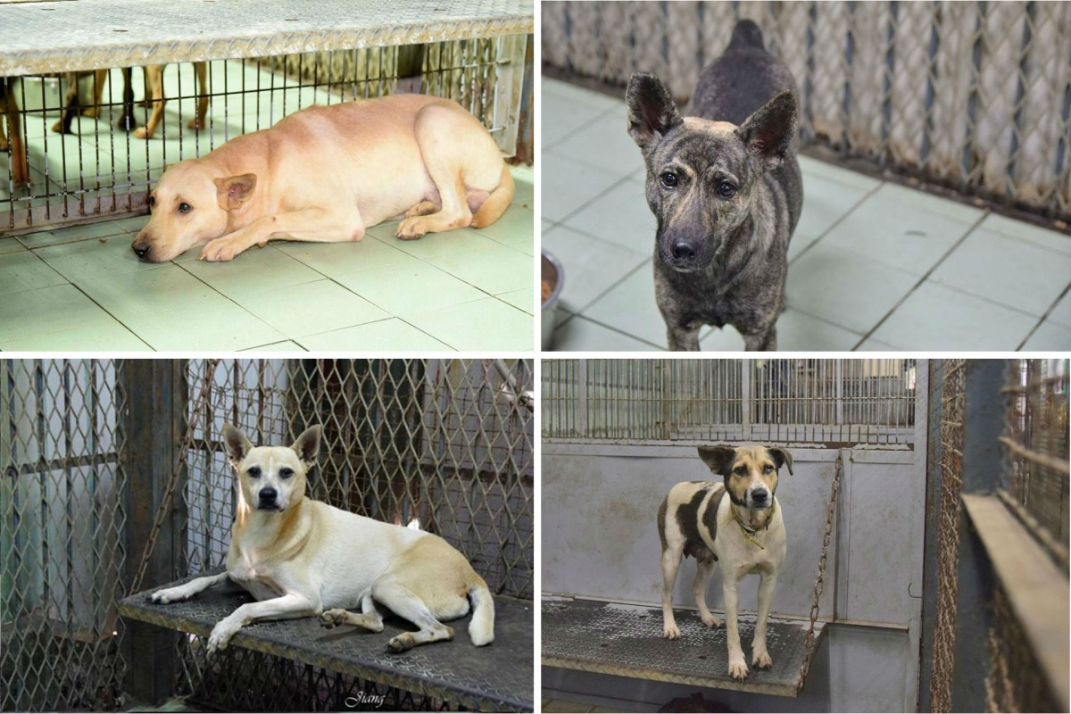 嘉義市流浪犬收容中心收容犬隻超量，17隻成犬即將被安樂死。 嘉義市動物守護協會/提供