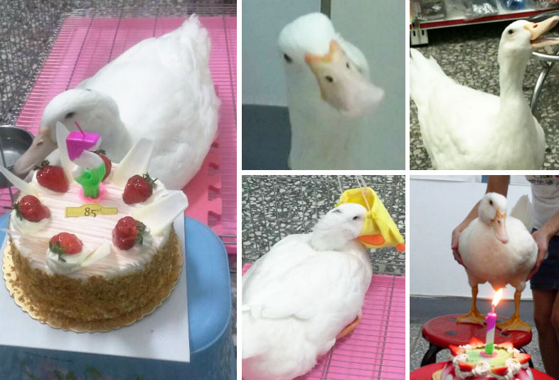 芽芽過了5年幸福的生活,在上個月底安詳離世。 郭雯雯/提供