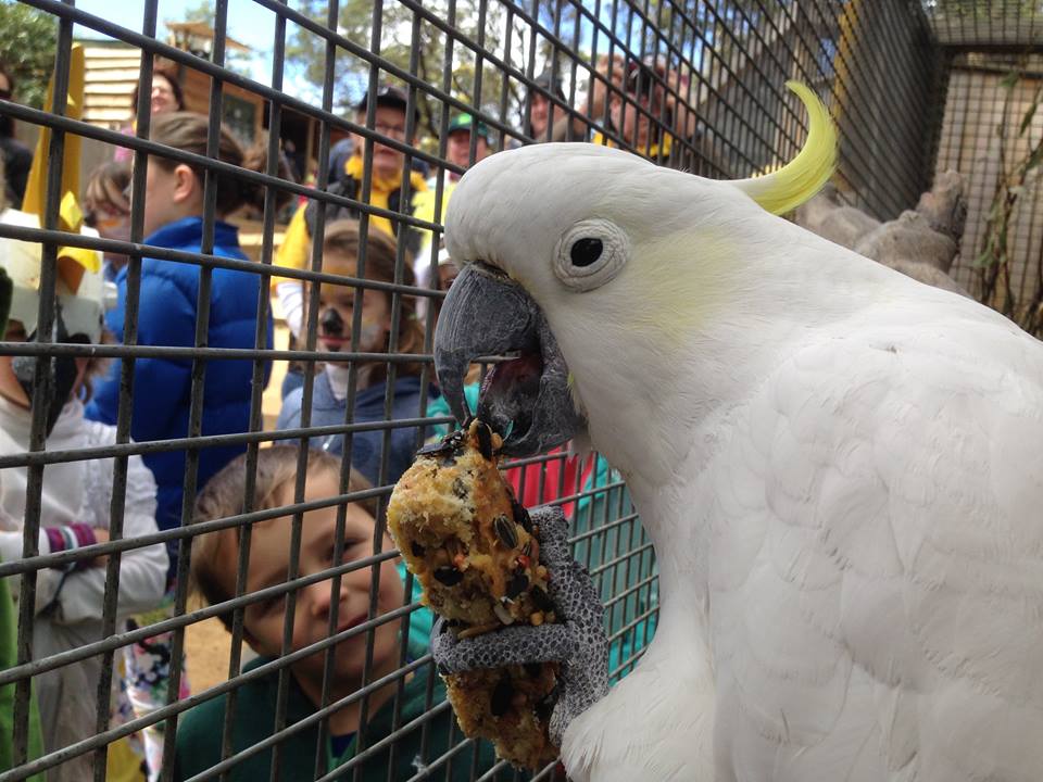 弗雷德正在享受牠的生日大餐。　取自Bonorong Wildlife Sanctuary臉書