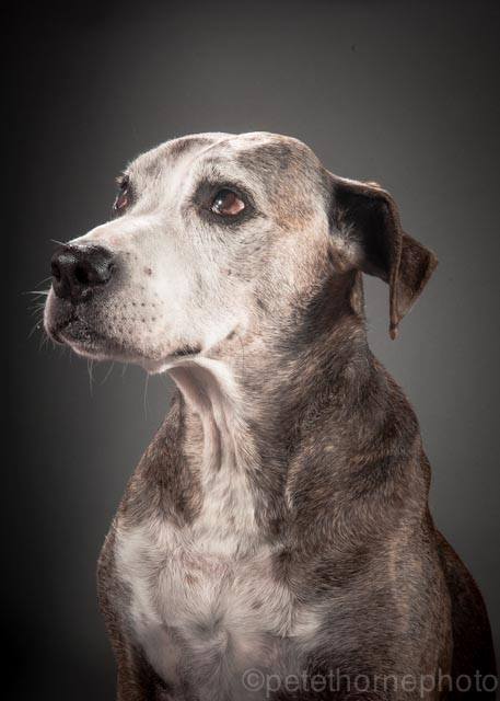 寶德利（Bodley）今年12歲，牠的主人在動物收容所遇見牠，當時牠瘦的只剩皮包骨，雖然收容所人員警告飼主寶德利不喜歡人、會破壞家具，但他還是把牠帶了回家，這是大約10年前的事了。寶德利現在喜歡人、喜歡沙發，也喜歡烘焙食品（還會利用自己的身高優勢打開櫥櫃偷吃！），雖然關節炎限制了牠的靈活度，但牠熱情依舊。　取自Old Faithful Photo Project臉書