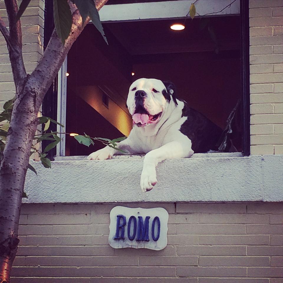 Romo意外成為社區的另類觀光景點。 Twitter_franzstrasserRe