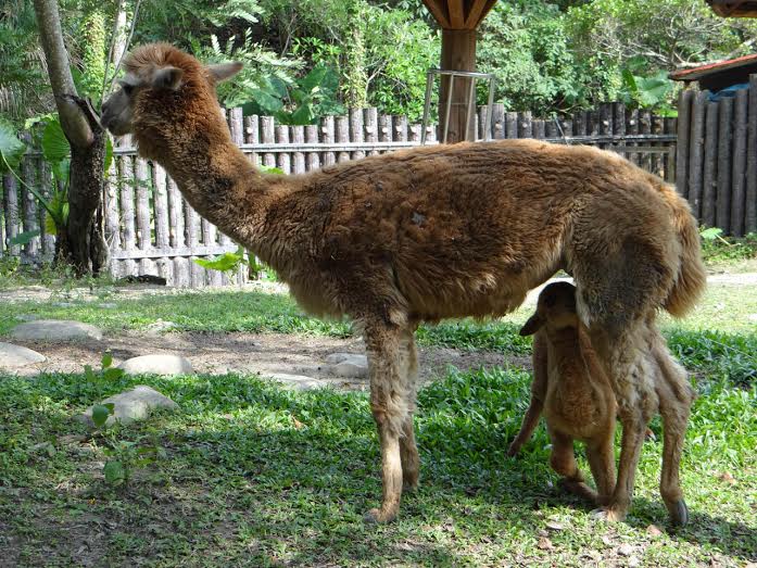 為了讓妮可專心吃飯，爸爸Billy只能暫時分開住了。　台北市立動物園/提供