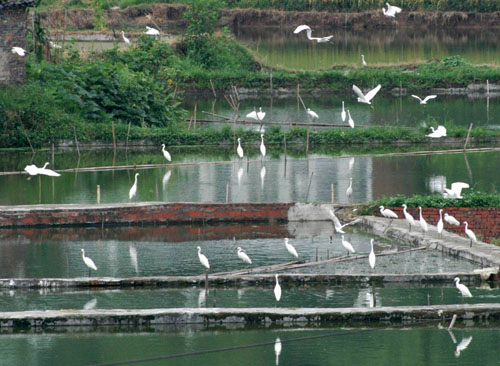 張壩村過去也深受白鷺過多所擾。 取自網路