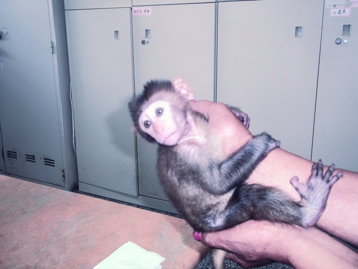林男因同情孤兒小獼猴，帶回自家飼養，誤觸野生動物保育法。　新城警分局/提供