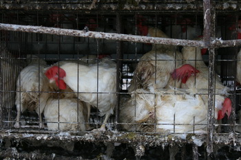 台灣蛋雞飼養量約3,650萬隻，其中99% 是以殘酷的「格子籠」（battery cage）飼養。母雞終生被迫不斷生蛋，無法展現任何自然行為。　台灣動物社會研究會/提供