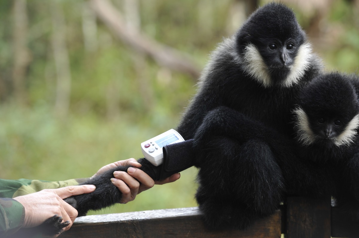 長臂猿「大黑」對於血壓測量相當配合。　中新社