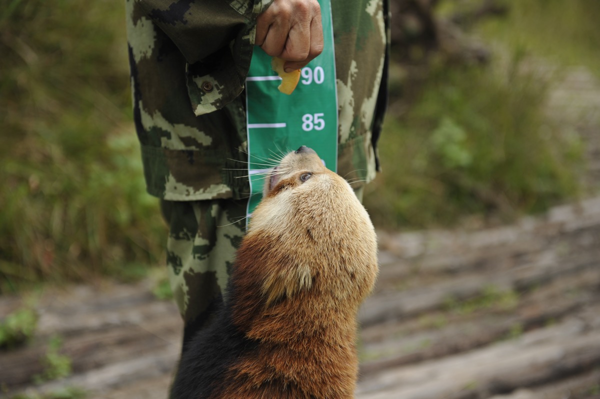 小熊貓喜歡抱人的大腿，因此工作人員將尺標貼在褲管上，用蘋果引誘小熊貓抱住人向上直立，測量牠們的直立身高。　中新社