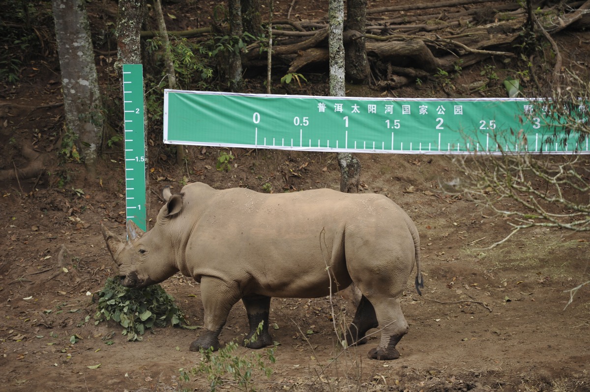 工作人員在糞便放置點之間設置尺標，趁著公犀牛走動時目測身高和體長。　中新社