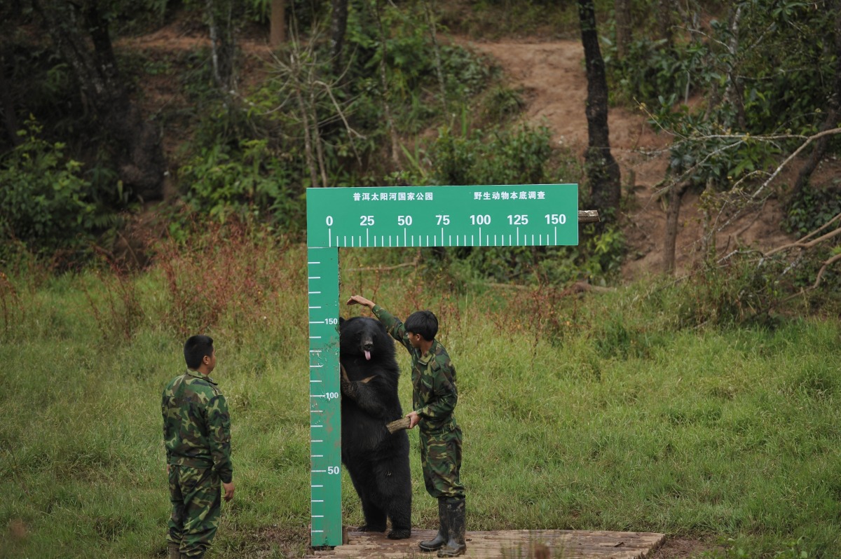 工作人員利用蜂蜜誘導黑熊來到身高量尺旁，為黑熊量身高。　中新社