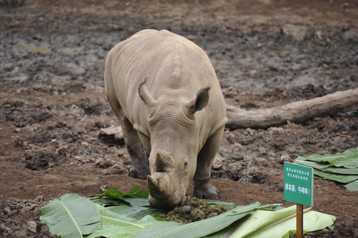 在平鋪的芭蕉葉上分別放置四堆母犀牛的新鮮糞便，觀察公犀牛對母犀牛的偏好狀況。　中新社
