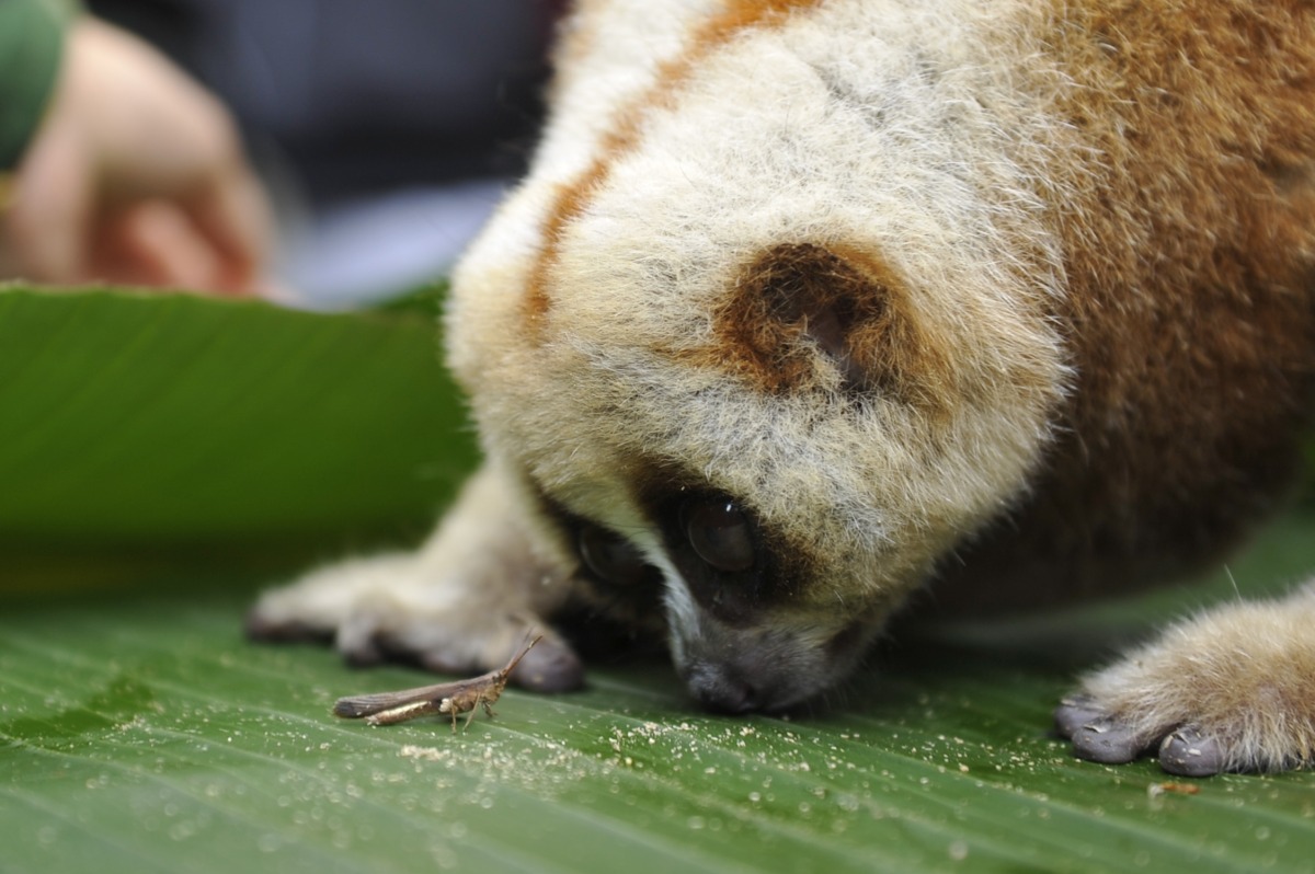捕食能力測試，蜂猴用非常慢的速度捕食蚱蜢。 中新社