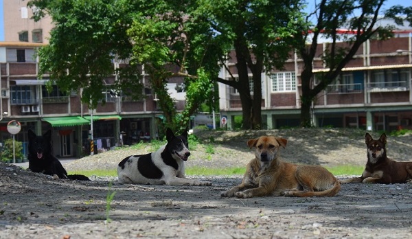 宜蘭縣防疫所將絕育補助用在偏鄉的放養米克斯犬上。 台灣之心愛護動物協會/提供
