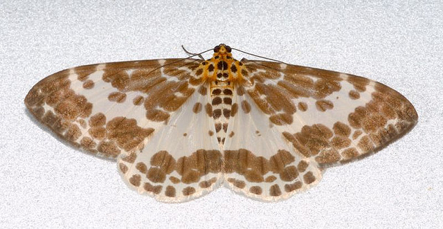 蛾停棲時翅膀打開平放在兩側。 特生中心提供(林旭宏/攝)