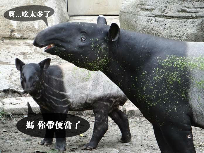 浮萍生長旺盛，從水池裡出來的馬雅與貘樹總是會沾滿身。  台北動物園/提供