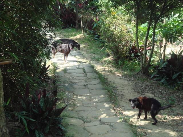 登山風氣增加,山區流浪犬與人接觸的機會也增加。 取自就是愛爬山部落格