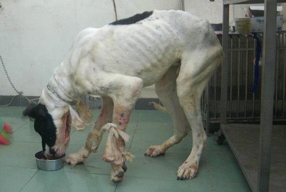 丹丹被發現時，全身有多處傷口，而且過瘦。　犬山居/提供