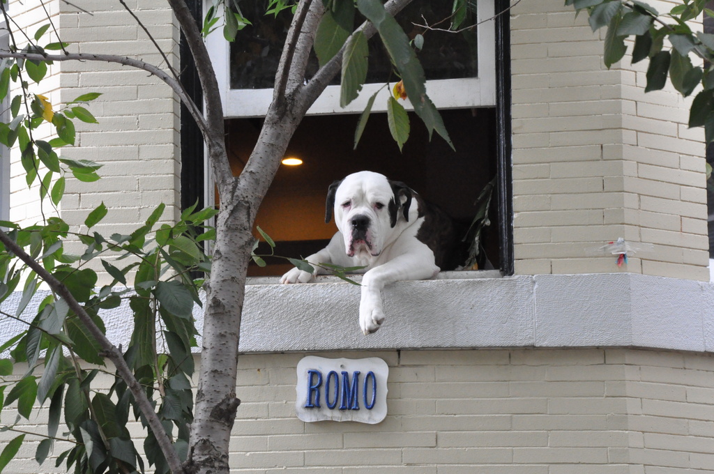 大塊頭加上名牌，路過要不注意到Romo都難。 取自網路