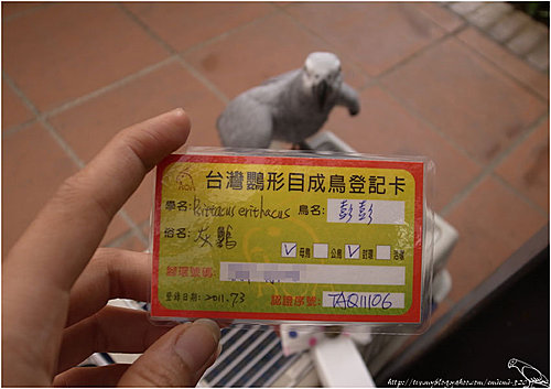 鸚鵡的「身分證」，成鳥與次代幼鳥有不同的認證卡。　取自灰鸚鵡寶貝彭彭部落格