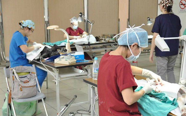 台灣之心愛護動物協會實施下鄉絕育計畫,為沒有動物醫院的偏鄉飼主進行免費絕育,有時獸醫師團隊一天要絕育上百隻犬貓。 台灣之心愛護動物協會/提供