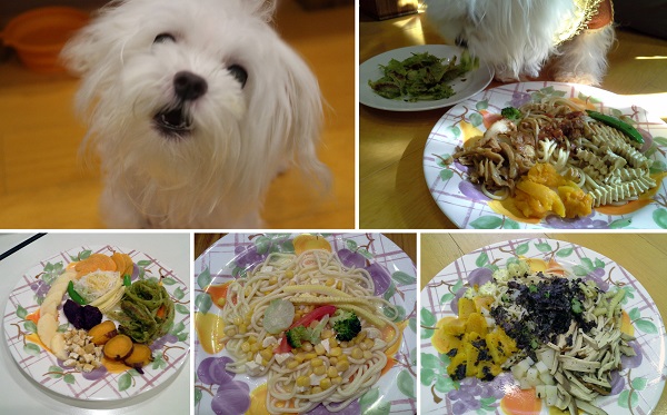 馬諦斯是素食餐廳的常客，主人Cynthia都會拍下狗奶奶為牠設計的餐點。 李娉婷/攝、Cynthia/提供