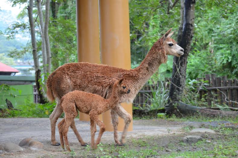草食動物獨立的快，妮可雖然還是會黏著媽媽，但也開始會自己在附近逛逛了。　台北市立動物園/提供