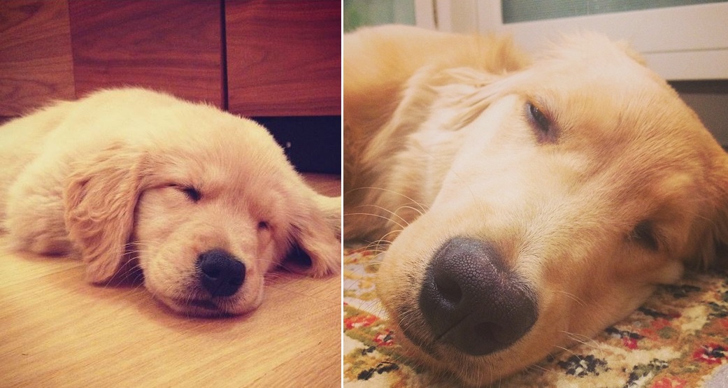 黃金獵犬多利體型大了不少，不過長相還是沒怎麼變。　取自多利Instagram