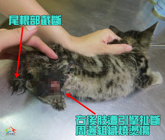 剛被送到動物之家、傷痕累累的仔仔。　台中市動物之家/提供