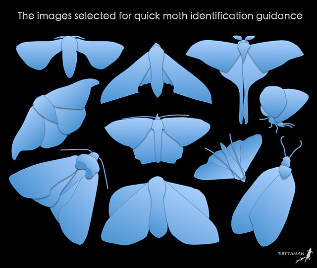 在飛蛾資訊分享站中,可以蛾的輪廓快速查詢蛾種,輪廓圖取自被稱為「蛾海羅盤」的台灣常見蛾類初步輪廓分科鑑定圖,由吳士緯所繪。 Flickr_Bettaman
