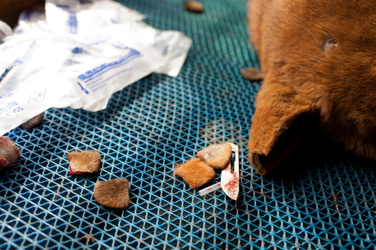 Obhoyaronno為狗兒施打疫苗、絕育後,切下牠們耳朵的一角標記。 取自網路