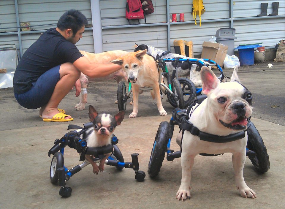 犬山居有許多傷殘狗，其中有10隻癱瘓需要坐輪椅，犬山居的爸爸媽媽都說牠們是「飛輪寶貝」。　犬山居/提供