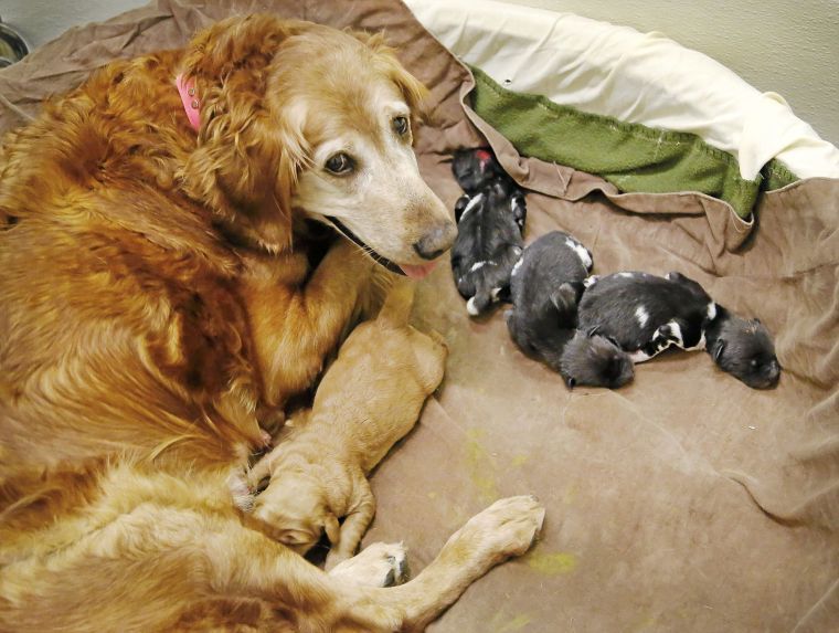 黃金獵犬莉莉接到當小非洲野犬奶媽的大任務，莉莉的寶寶也會和小非洲野犬們一起生活一段時間。　取自NEWSOK