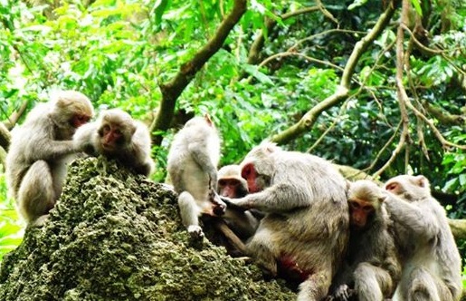 農民周先生說獼猴不會天天來果園，只是因為牠們總是群聚出現、果樹生長需要時間，一周就算只來一次也損失慘重（照片為猴群示意圖，一個猴群約有30隻獼猴）　林美美/提供