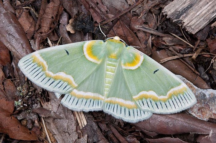 別再誤會蛾都顏色黯淡不好看了,其實台灣的4000多種蛾類中,顏色美麗的也不少。圖為青輻射尺蛾。 取自慕光之城─蛾類世界臉書(吳士緯/攝)
