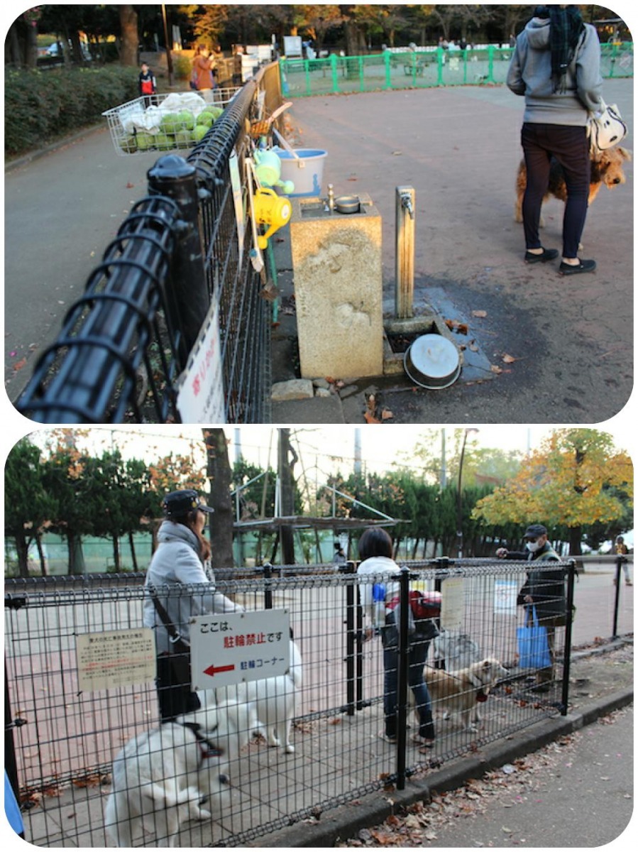 狗公園裡頭有洗腳喝水區、還有清潔用具跟提供給狗狗玩的網球(上圖)、另外狗狗進入公園需要通過2扇門，第一扇需要輸入密碼，第二扇需要開鎖，兩扇門距離4公尺左右。   何宜/攝
