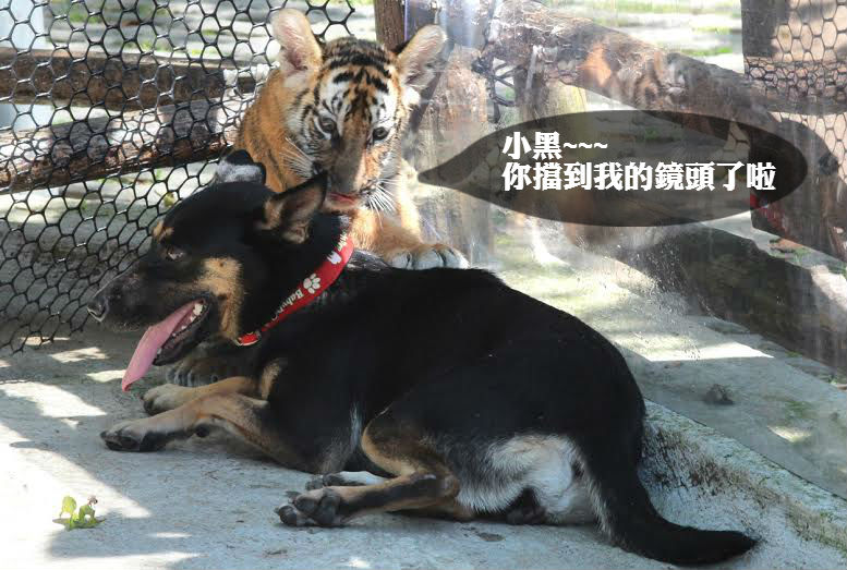 小老虎與學伴小黑玩耍。　六福村/提供