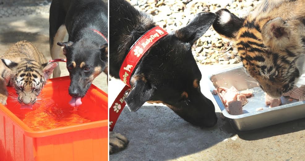 小老虎學小黑到盆中喝水與吃飯。　六福村/提供